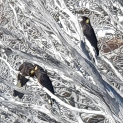 Zanda funerea (Yellow-tailed Black-Cockatoo) at Smiggin Holes, NSW - 19 Aug 2024 by jmcleod