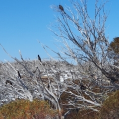 Zanda funerea at Smiggin Holes, NSW - 19 Aug 2024 11:30 AM