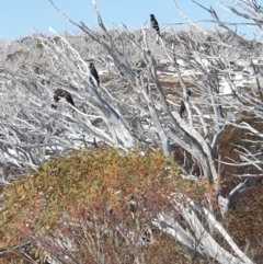 Zanda funerea at Smiggin Holes, NSW - 19 Aug 2024 11:30 AM