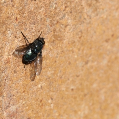 Onesia sp. (genus) (A blow fly) at Lyons, ACT - 25 Aug 2024 by ran452