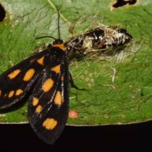 Asura cervicalis at Sheldon, QLD - 24 Aug 2024