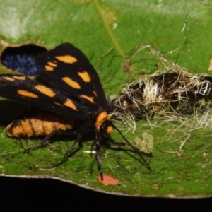 Asura cervicalis at Sheldon, QLD - 24 Aug 2024