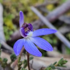 Cyanicula caerulea (Blue Fingers, Blue Fairies) at Denman Prospect, ACT - 26 Aug 2024 by AaronClausen