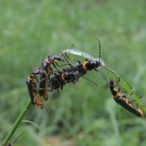 Chauliognathus lugubris at Conder, ACT - 13 Jan 2024