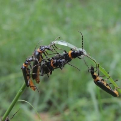 Chauliognathus lugubris (Plague Soldier Beetle) at Conder, ACT - 13 Jan 2024 by MichaelBedingfield