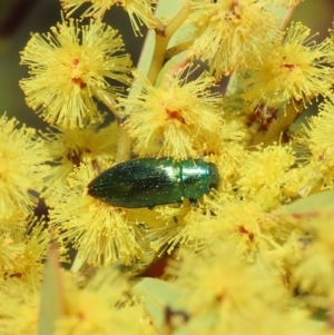 Melobasis obscurella at Theodore, ACT - 26 Aug 2024 11:27 AM