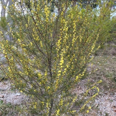 Acacia siculiformis (Dagger Wattle) at Garran, ACT - 23 Aug 2024 by ruthkerruish