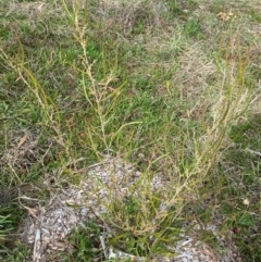 Acacia lanigera var. lanigera (Woolly Wattle, Hairy Wattle) at Garran, ACT - 23 Aug 2024 by ruthkerruish