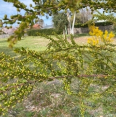 Acacia paradoxa (Kangaroo Thorn) at Garran, ACT - 23 Aug 2024 by ruthkerruish