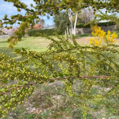 Acacia paradoxa (Kangaroo Thorn) at Garran, ACT - 23 Aug 2024 by ruthkerruish