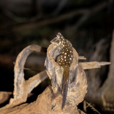 Dasyurus geoffroii (Chuditch, Western Quoll) by MichaelBedingfield