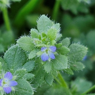 Veronica arvensis (Wall Speedwell) at Lyneham, ACT - 26 Aug 2024 by trevorpreston