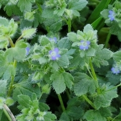 Veronica arvensis at Lyneham, ACT - 26 Aug 2024