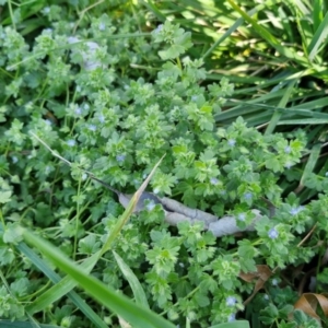 Veronica arvensis at Lyneham, ACT - 26 Aug 2024