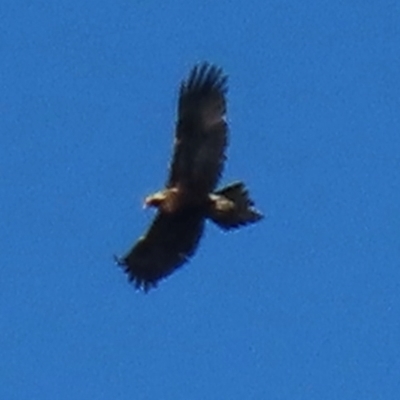 Aquila audax (Wedge-tailed Eagle) at Campbell, ACT - 24 Aug 2024 by RobParnell