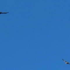 Aquila audax at Campbell, ACT - 24 Aug 2024 02:54 PM