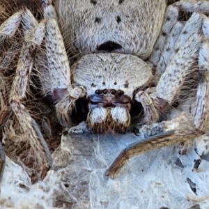 Isopeda canberrana at Lyneham, ACT - 26 Aug 2024