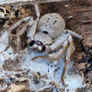 Isopeda canberrana at Lyneham, ACT - 26 Aug 2024 12:41 PM