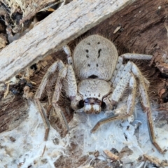 Isopeda canberrana at Lyneham, ACT - 26 Aug 2024 12:41 PM