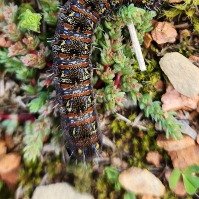 Apina callisto (Pasture Day Moth) at Gundaroo, NSW - 26 Aug 2024 by Gunyijan