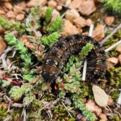 Apina callisto at Gundaroo, NSW - 26 Aug 2024