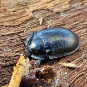 Pterohelaeus striatopunctatus at Lyneham, ACT - 26 Aug 2024