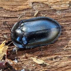 Pterohelaeus striatopunctatus at Lyneham, ACT - 26 Aug 2024