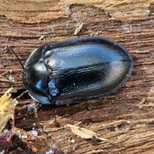 Pterohelaeus striatopunctatus at Lyneham, ACT - 26 Aug 2024