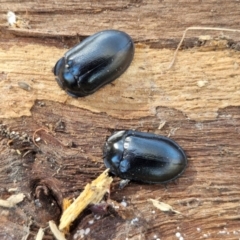 Pterohelaeus striatopunctatus at Lyneham, ACT - 26 Aug 2024