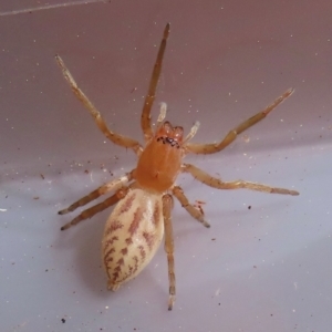 Clubiona sp. (genus) at Narrabundah, ACT - 22 Aug 2024