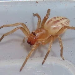 Clubiona sp. (genus) at Narrabundah, ACT - 22 Aug 2024