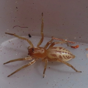 Clubiona sp. (genus) at Narrabundah, ACT - 22 Aug 2024