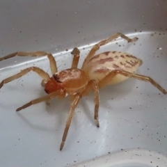 Clubiona sp. (genus) at Narrabundah, ACT - 22 Aug 2024