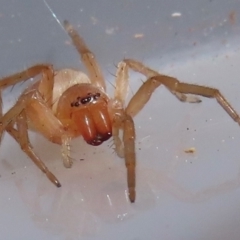 Clubiona sp. (genus) at Narrabundah, ACT - 22 Aug 2024