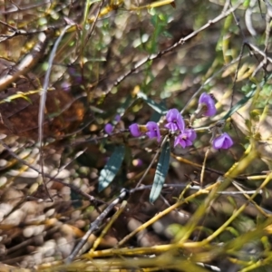 Hovea heterophylla at Captains Flat, NSW - 26 Aug 2024