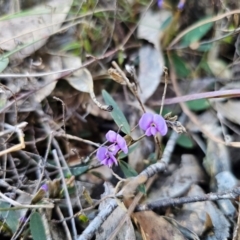 Hovea heterophylla at Captains Flat, NSW - 26 Aug 2024