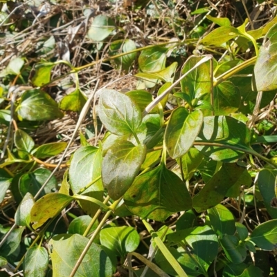 Vinca major (Blue Periwinkle) at Evatt, ACT - 24 Aug 2024 by AlexJ