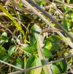 Vinca major at Evatt, ACT - 24 Aug 2024