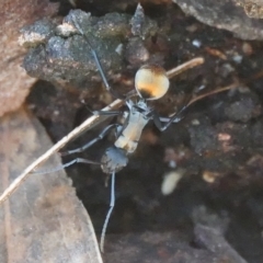 Polyrhachis ammon (Golden-spined Ant, Golden Ant) at Hall, ACT - 26 Aug 2024 by Anna123