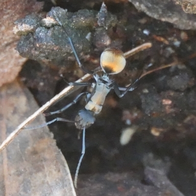 Polyrhachis ammon (Golden-spined Ant, Golden Ant) at Hall, ACT - 26 Aug 2024 by Anna123