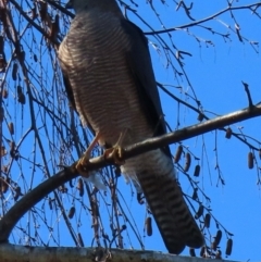 Accipiter cirrocephalus (Collared Sparrowhawk) at Narrabundah, ACT - 26 Aug 2024 by RobParnell