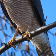 Tachyspiza cirrocephala at Narrabundah, ACT - 26 Aug 2024