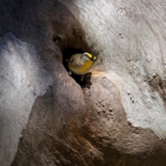 Pardalotus striatus (Striated Pardalote) at Pialligo, ACT - 26 Aug 2024 by trevsci