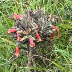 Unidentified Plant at Currumbin, QLD - 26 Aug 2024 by lbradley