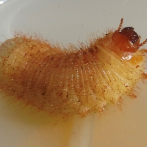 Scarabaeidae (family) at Narrabundah, ACT - 21 Aug 2024 10:22 AM