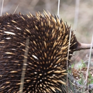 Tachyglossus aculeatus at Ainslie, ACT - 17 Aug 2024 03:59 PM