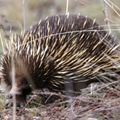 Tachyglossus aculeatus at Ainslie, ACT - 17 Aug 2024