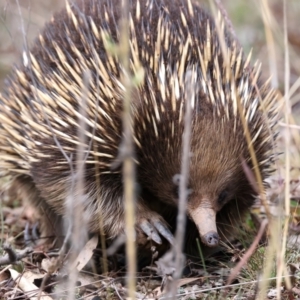 Tachyglossus aculeatus at Ainslie, ACT - 17 Aug 2024 03:59 PM