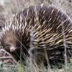 Tachyglossus aculeatus at Ainslie, ACT - 17 Aug 2024 03:59 PM