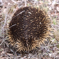 Tachyglossus aculeatus at Ainslie, ACT - 17 Aug 2024 03:59 PM